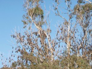 Flyingfox colony
